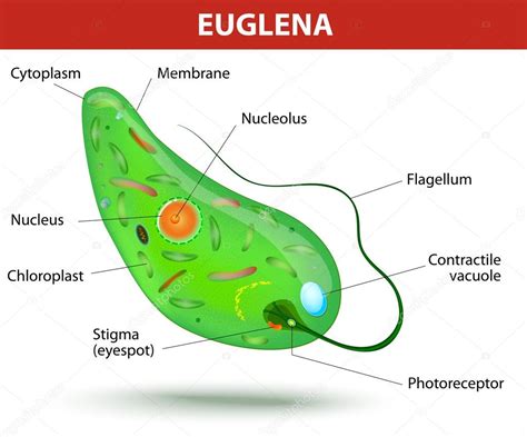 euglena flagellum function