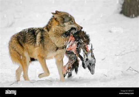 European Gray Wolf Canis Lupus Lupus Carrying A Cadaver Through The