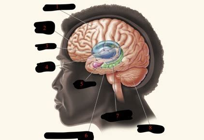 Neuro Image Diagram Quizlet