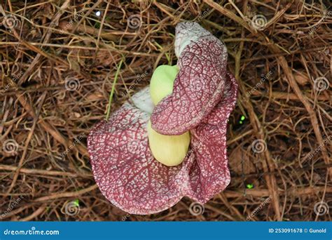 Aristolochia Gigantea Dutchman S Pipe Stock Photography Cartoondealer