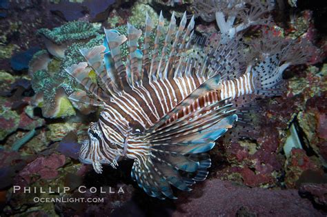 Lionfish Photo Stock Photograph Of A Lionfish Pterois Miles 11820