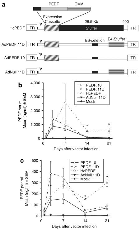 Persistent Pigment Epithelium Derived Factor Pedf Expression In Vitro