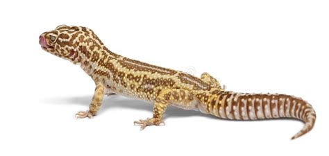 Leopard Spotted Gecko Stock Photo Image Of Amphibian 9351014