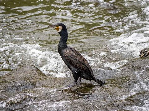 Kormoran japoński - Medianauka.pl