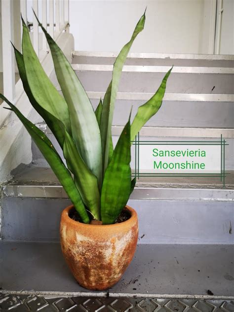 Sansevieria Moonshine Furniture Home Living Gardening Plants