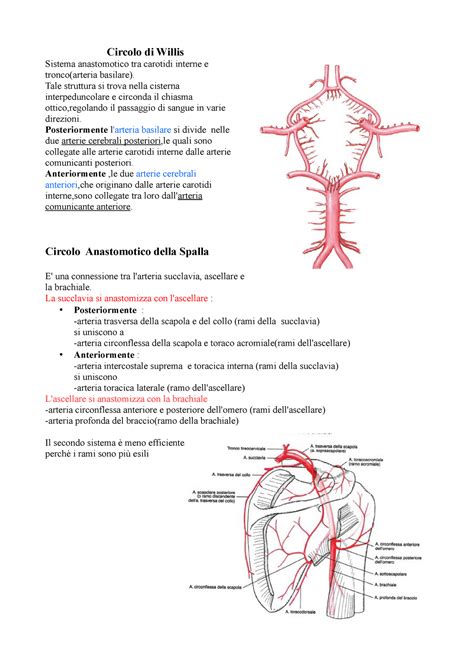 Poligono Di Willis Circolo Di Willis Sistema Anastomotico Tra