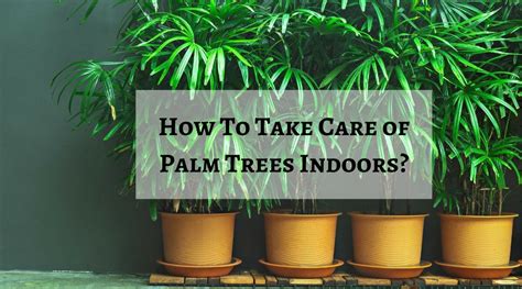 How To Take Care Of Palm Trees Indoors