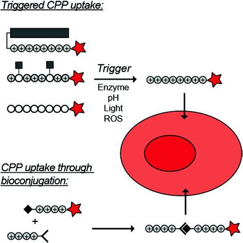 Activatable Cell Penetrating Peptides 15 Years Of Research Rsc