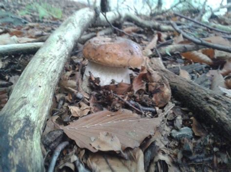 Raccolta Funghi Sportello Micologico E Tesserino