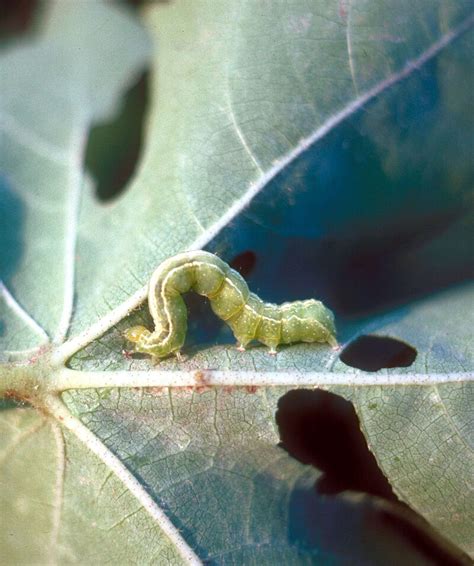 Cabbage looper - Biocontrol, Damage and Life Cycle