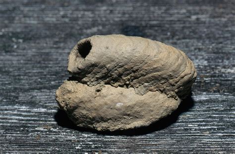 Mud Dauber Wasp Nest Photograph By Carleton Ray Pixels