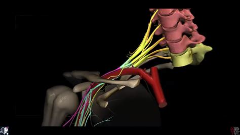 Obere Extremit T Plexus Brachialis Berblick Doccheck