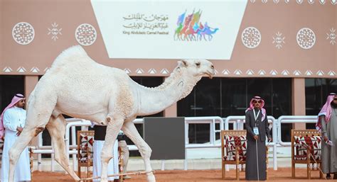 منافسات كأس العالم في متناول زوَّار مهرجان الملك عبدالعزيز للإبل