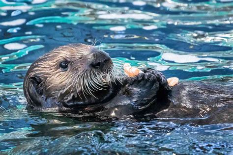 Baby Sea Otters With Mom