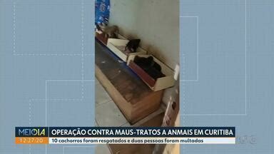 Meio Dia Paraná Curitiba Polícia resgata 10 cachorros em situação