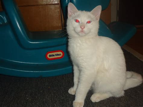 Is my cat albino? | TheCatSite