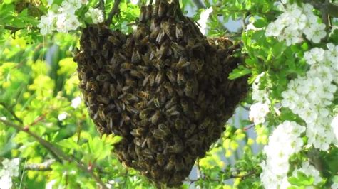 Swarm Of Honey Bees Youtube