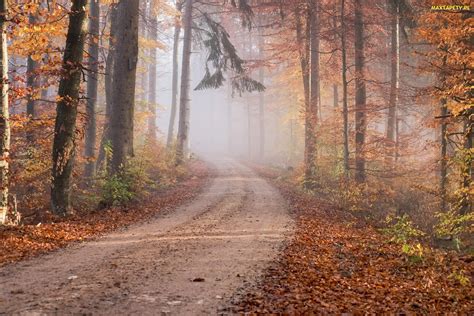 Tapety zdjęcia Las Jesień Liście Mgła Droga Opadłe Drzewa