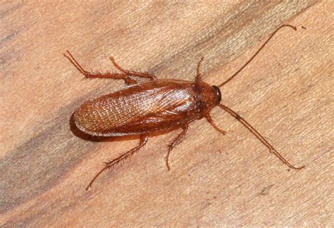 6 Types Of Cockroaches In Virginia Identification Removal And Prevention