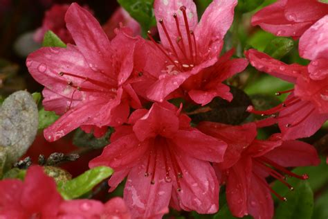Spring Flowers Azalea Flowers Free Nature Pictures By Forestwander