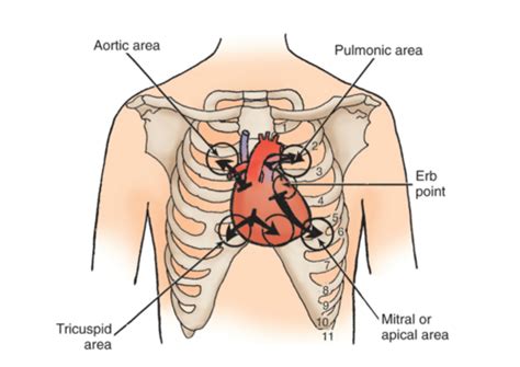 Unit 2 Peds Cardiac Flashcards Quizlet