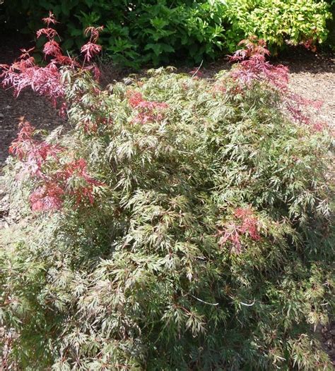 Acer Palmatum Dissectum Orangeola Japanese Maple From Belmont Nursery