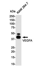 Vegfa Rabbit Mab