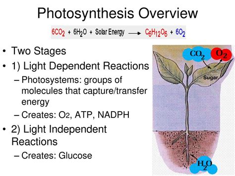 Photosynthesis Ppt Download