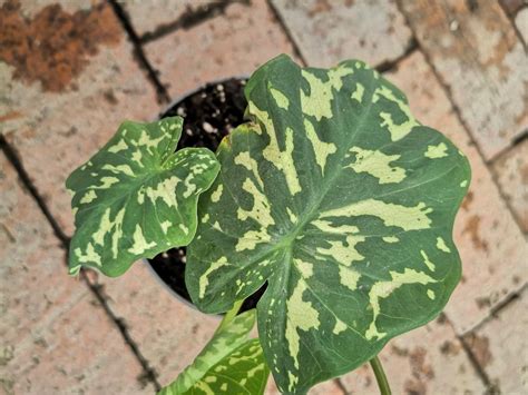 Alocasia Hilo Beauty Caladium Praetermissum Furniture Home Living