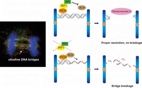 Targeting Dna Bridges Hku Biologists Uncover Key To Preserve Genome