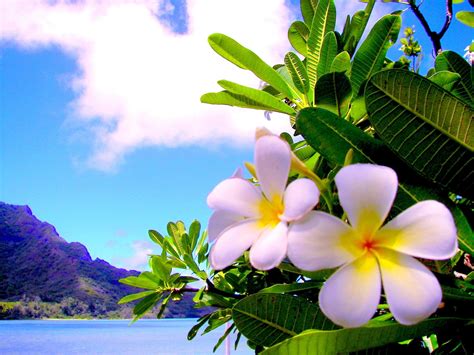 Hawaii Luau Wallpapers - 4k, HD Hawaii Luau Backgrounds on WallpaperBat