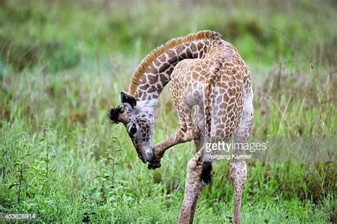 187 Baby Masai Giraffe Stock Photos, High-Res Pictures, and Images ...