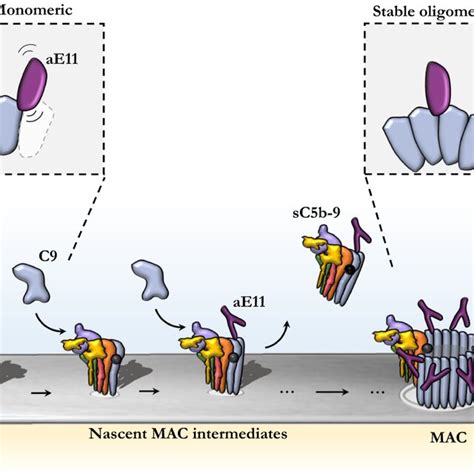 Model Of Ae Binding To Monomeric And Oligomeric C Illustration Of