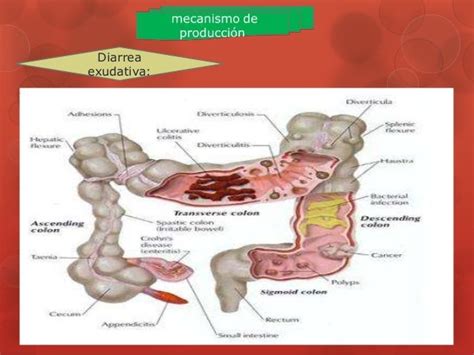 Fisiopatologia De La Diarrea