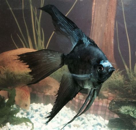 Black Lace Angel Fish