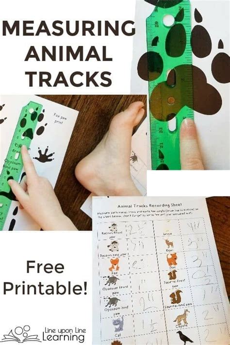 Animal Tracks Worksheets