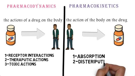 General Pharmacology Pharmacokinetics And Pharmacodynamics YouTube