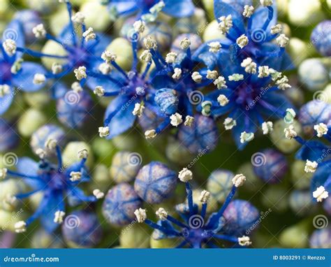 Macro Of A Deep Blue Hydrangea Stock Image Image Of Style Close 8003291