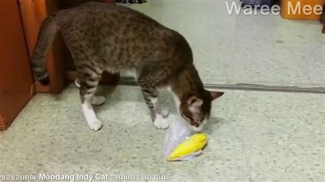 Funny Cats Compilation 2 March 2019 Youtube