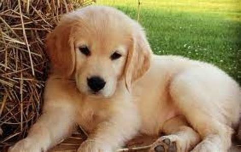 Cuanto Cuesta Un Bebe Golden Retriever