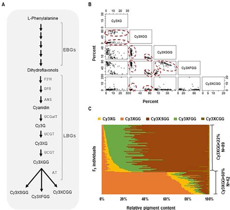 Anthocyanin Biosynthesis And Composition Of Cyanidin Derivatives In The