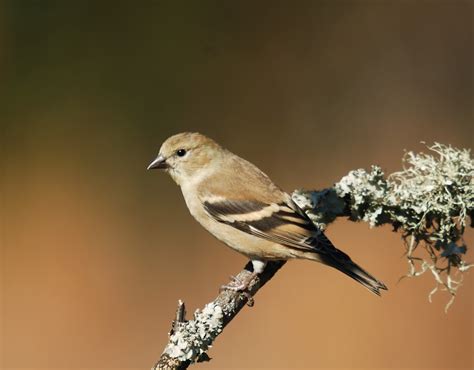 Darwin’s Goldfinches - Volusia Naturalist