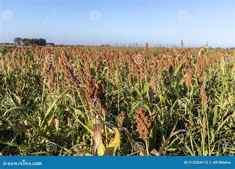 Mature Sorghum Field Stock Image Image Of Harvest Grow 213204113