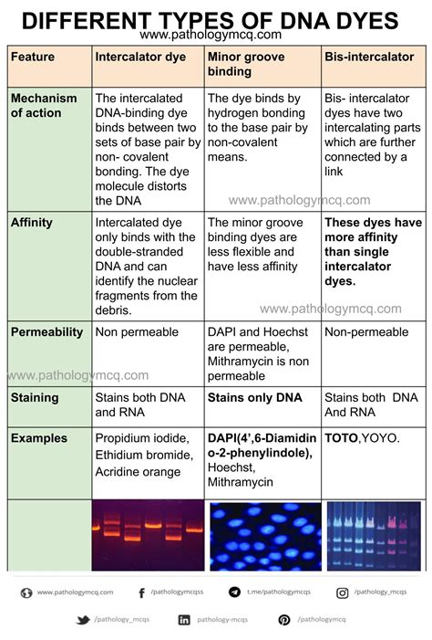 Types Of Dna Dyes