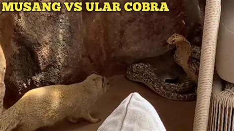 Musang VS Ular COBRA YouTube