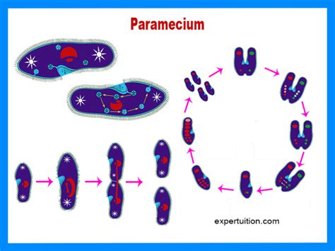 Paramecium: Structure, Reproduction, and other Life Processes - ExperTuition