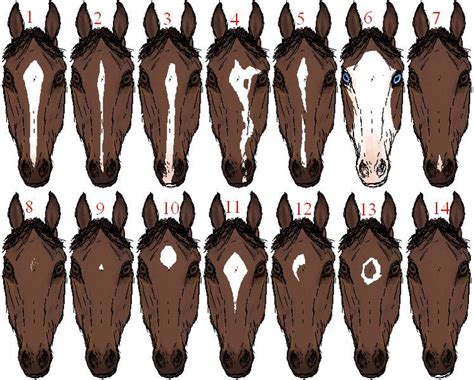 Different Types Of Horse Face Markings At Robert Choate Blog