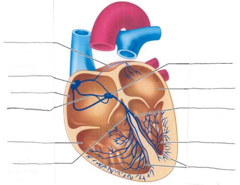 Conduction Labeling Diagram Quizlet