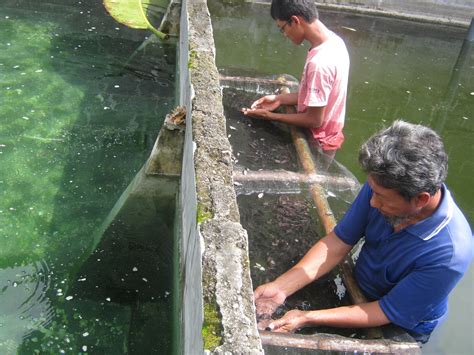 Benih Ikan Gurame