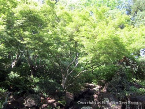 Acer Palmatum Seiryu Urban Tree Farm Nursery